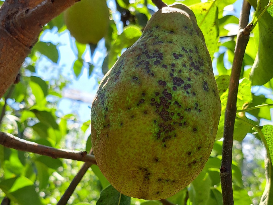 Quittenblattbräune_Birne3 (2)(1).jpg